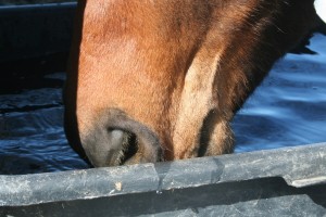 Husk rent vann til hestene. 
