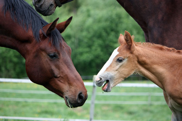 Luigi hilser på en av de andre hestene på stallen, med sin nye mor støttende i bakgrunnen. (Foto: Privat)